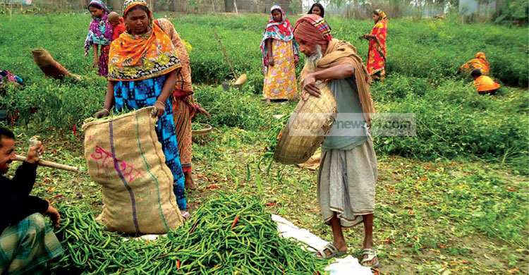 যমুনা ও ইছামতির চরাঞ্চলে মরিচের বাম্পার ফলন