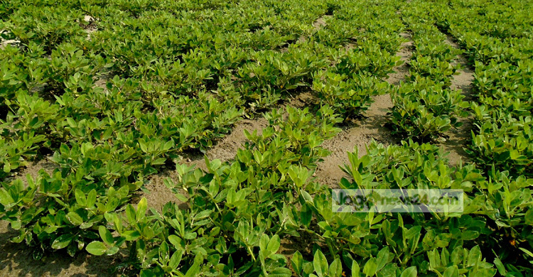 যমুনার চরে বাদাম চাষে হাজার পরিবারের ভাগ্য পরিবর্তন