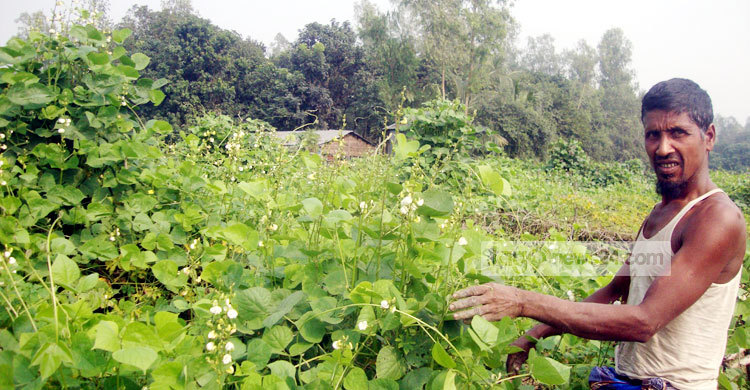 সবজি চাষে অভাব ঘুচছে সিরাজগঞ্জের কৃষকদের