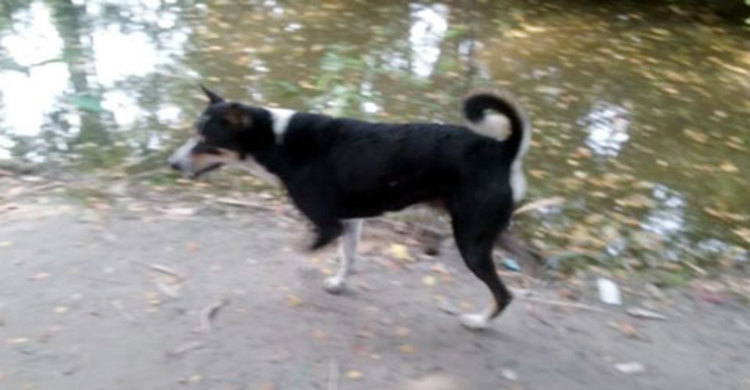 শরীয়তপুরে কুকুরের কামড়ে শিশুসহ আহত ২০