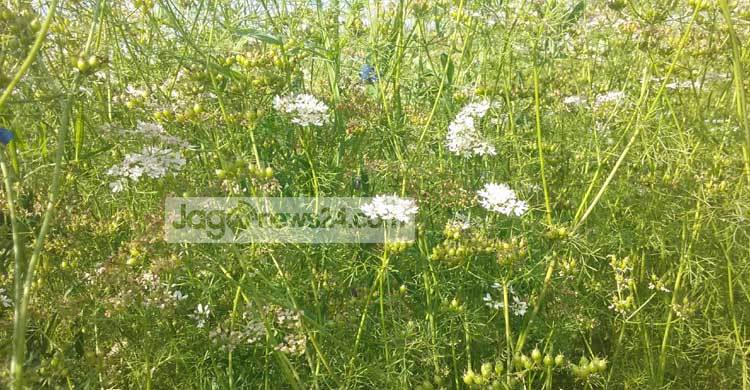 শরীয়তপুরে কমেছে ধনিয়ার চাষ