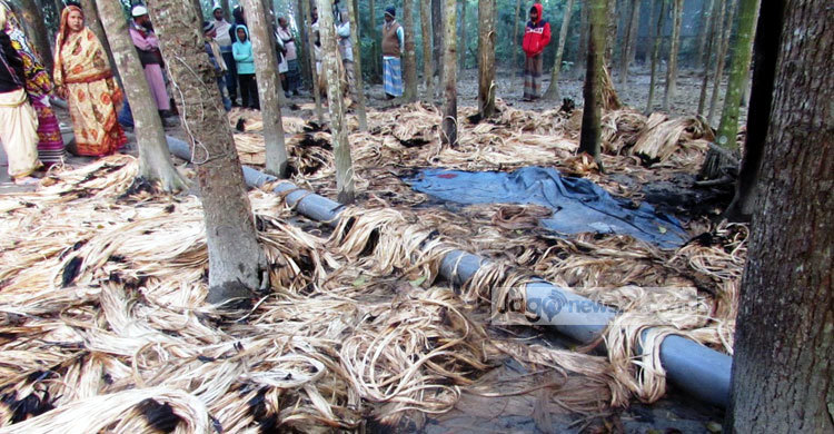 শরীয়তপুরে কৃষকের পাটে আগুন