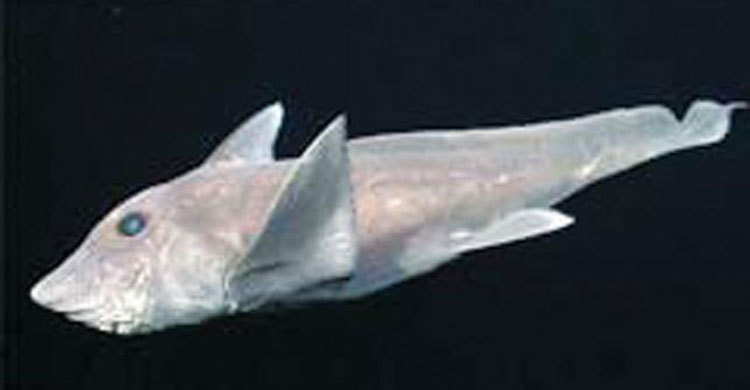 Mysterious ghost shark captured on camera for the first time