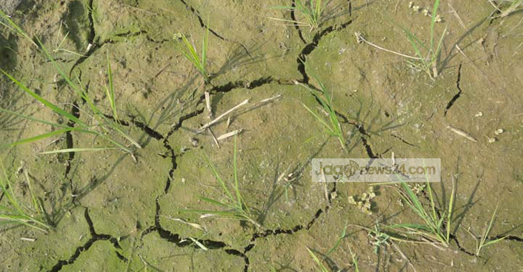 শেরপুরে ২৪ ঘণ্টায় বিদ্যুৎ থাকছে দুই ঘণ্টা, বিপাকে কৃষক