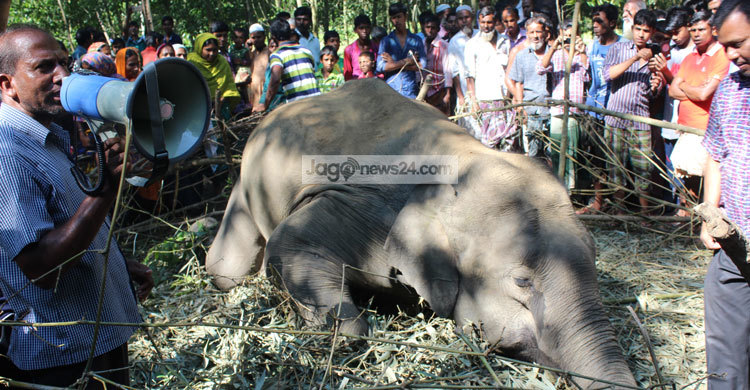 ঝিনাইগাতীতে ময়নাতদন্ত শেষে বন্যহাতিকে মাটিচাপা 