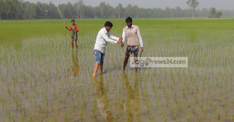 সিরাজগঞ্জে ফসলি জমিতে কীটনাশকের ব্যবহার কমেছে