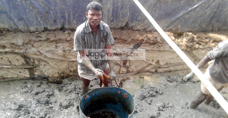 চলনবিলের কুচিয়া মাছ যাচ্ছে বিদেশে