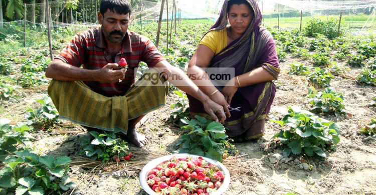 সিরাজগঞ্জে স্ট্রবেরি চাষ বাড়ছে