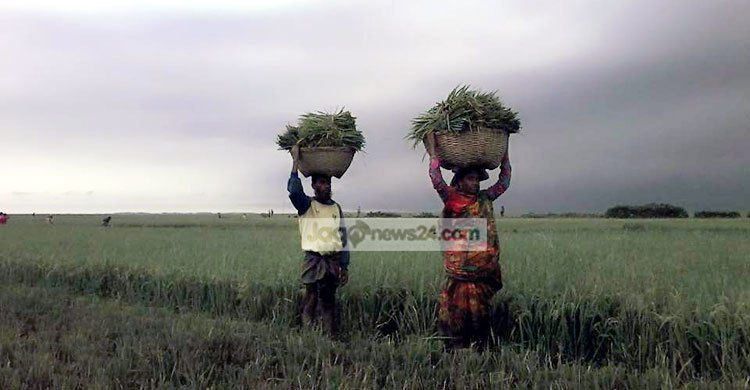 কৃষকদের বেঁচে থাকার আকুতি