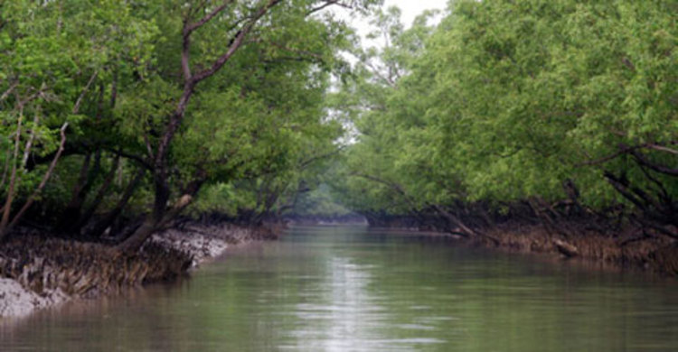 সুন্দরবনে নৌকাসহ ৪ জেলে অপহরণ