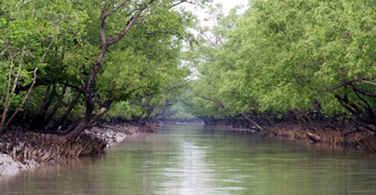 সুন্দরবনে তিন ভাইকে অপহরণ