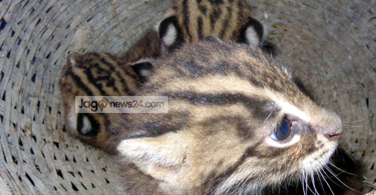 নাটোরে ৩টি মেছো বাঘের বাচ্চা উদ্ধার