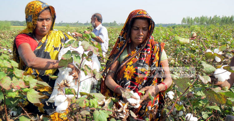 ফুলবাড়ীতে তুলার বাম্পার ফলনে কৃষকের মুখে হাসি