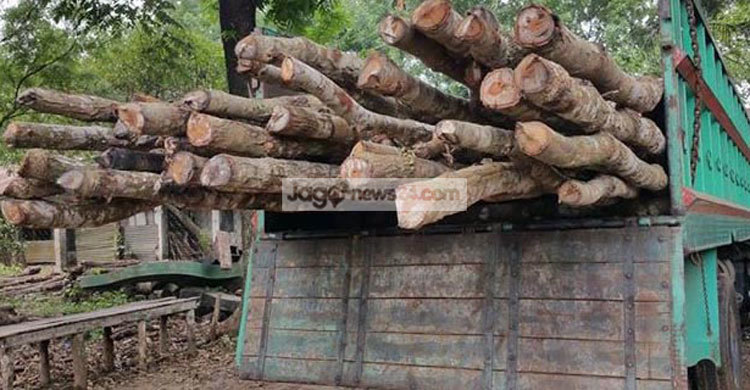 সখীপুরে শাল-গজারি গাছসহ ২ ট্রাক আটক