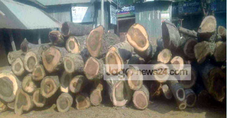 চেয়ারম্যানের বিরুদ্ধে বনায়নের গাছ বিক্রির অভিযোগ