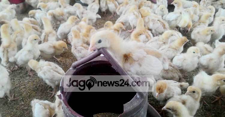 সিন্ডিকেটের কবলে টাঙ্গাইলের পোল্ট্রি শিল্প