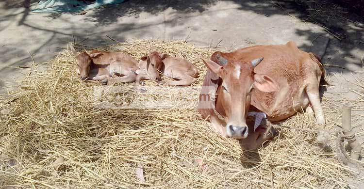 একসঙ্গে ২ বাচ্চার জন্ম দিল গাভি