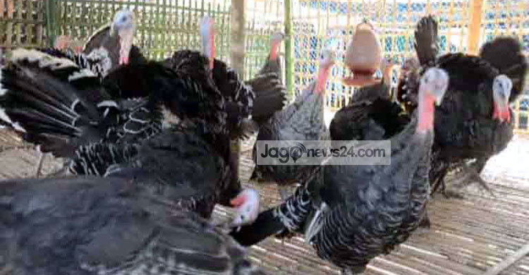 টার্কি মুরগিতে সাফল্য
