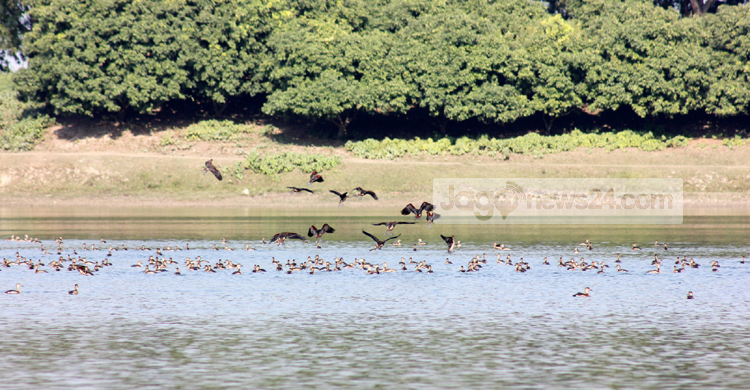 অতিথি পাখির কলতানে মুখর রামরাই দিঘি