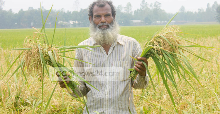 ঠাকুরগাঁওয়ে ধানখেতে নেক ব্লাস্ট, দুশ্চিন্তায় কৃষক