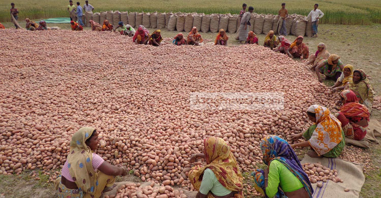 ঠাকুরগাঁওয়ে আলুবীজ ডিলারদের কাছে জিম্মি চাষীরা