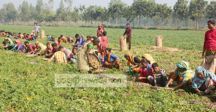 দিশেহারা ঠাকুরগাঁওয়ের আলু চাষিরা