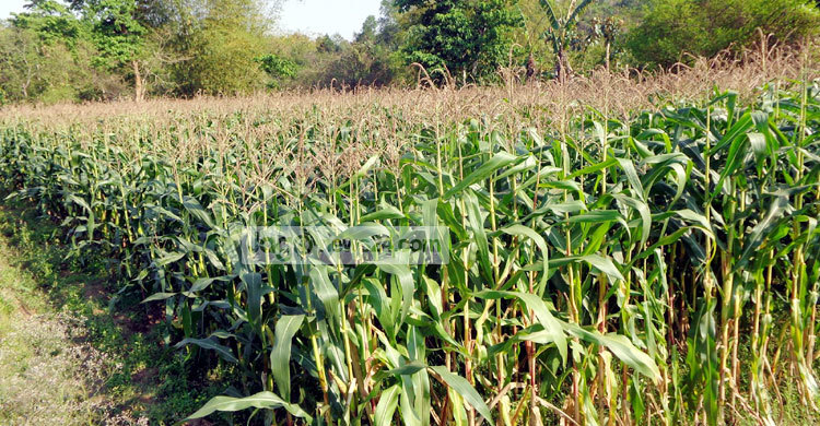 পাহাড়ে ভুট্টা চাষে ভাগ্য বদলের স্বপ্ন