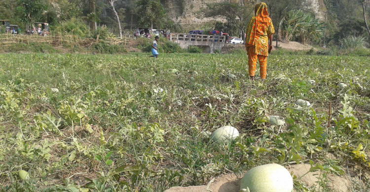 সাগরতীরে অসময়ের তরমুজ