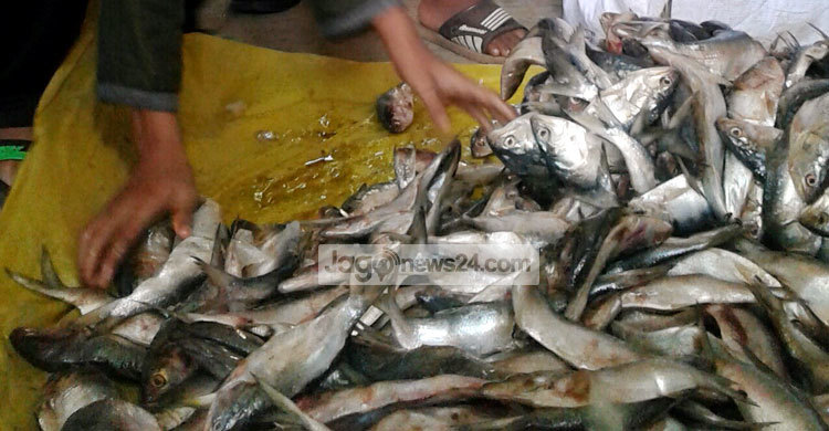 কক্সবাজারে সাড়ে তিন মণ জাটকা জব্দ