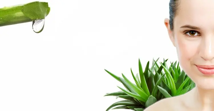 ত্বকের দাগ দূর করতে এলোভেরা