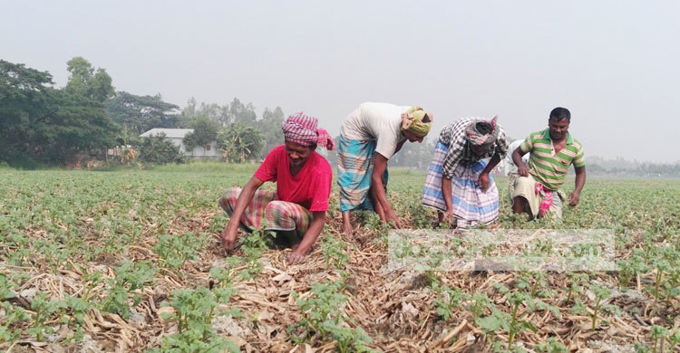 মুন্সীগঞ্জে আলুর জমিতে চলছে পরিচর্যা