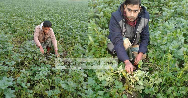 রাজশাহীতে নেই আগাম আলুর দাম