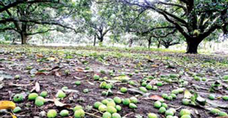 আম কুড়াতে গিয়ে বজ্রপাতে দুই নারীর মৃত্যু