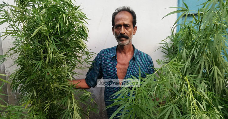 ফতুল্লায় গাঁজা গাছসহ মাদক ব্যবসায়ী গ্রেফতার