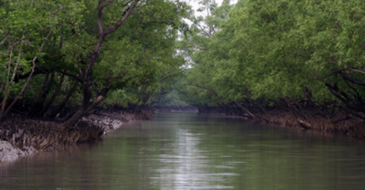 সুন্দরবনে তিন জেলে অপহরণ