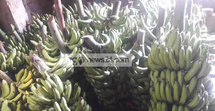 হিট দিয়ে পাকানো কলায় সয়লাব সাতক্ষীরার বাজার