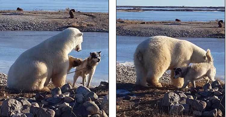 The incredible: a wild polar bear pets a sled dog