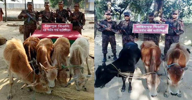 সুনামগঞ্জ সীমান্তে ৮টি ভারতীয় গরু জব্দ