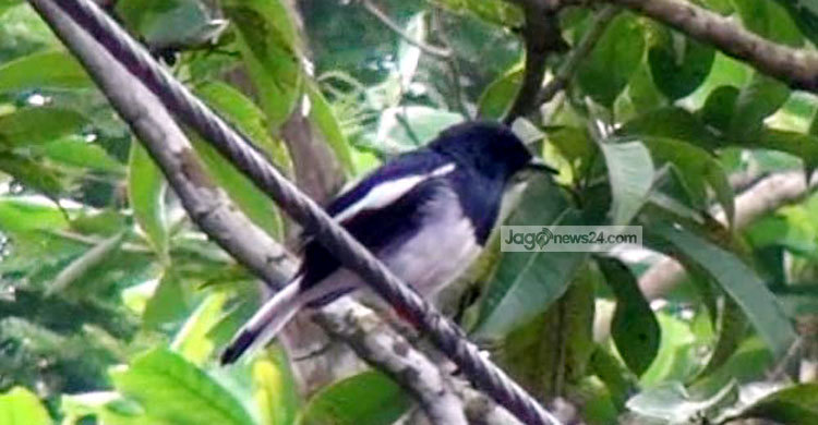 বিলুপ্তির পথে দেশীয় প্রজাতির পাখি