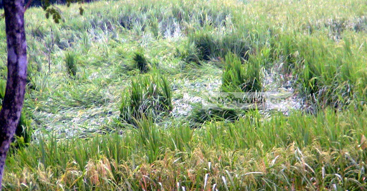 ভোলায় ১৪ হাজার হেক্টর জমির ফসল ক্ষতিগ্রস্ত
