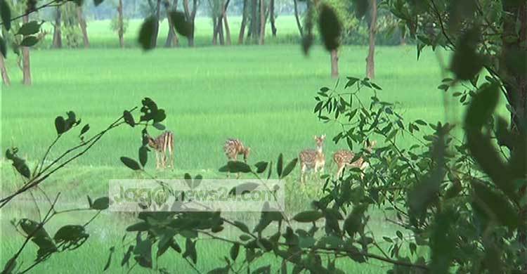 মনপুরার বনে হরিণের ছোটাছুটি