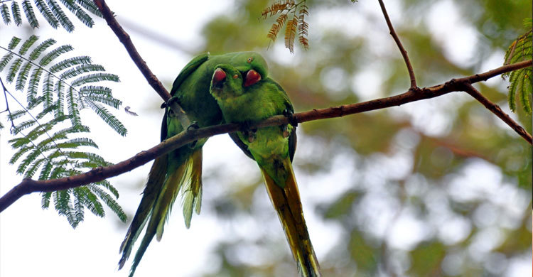পাখ পাখালির ভালোবাসা