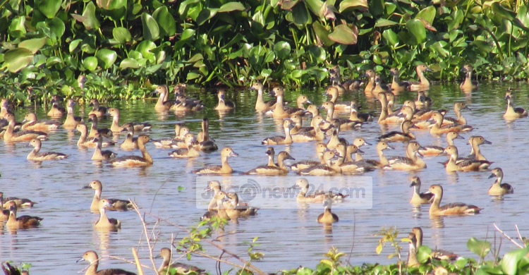 তুলাসার হাওড়ে অতিথি পাখির সমাহার