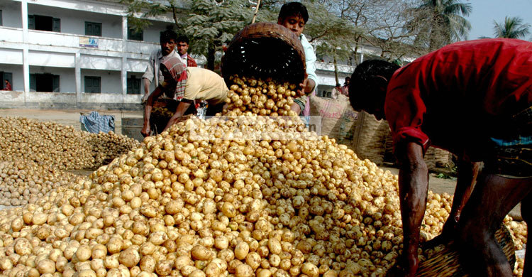 বগুড়ার  বাজারে আলুর স্তূপ, ক্রেতা নেই