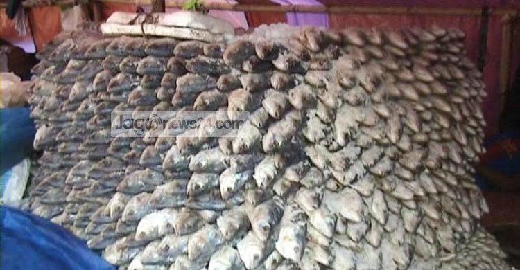 বৈশাখ উপলক্ষে চাহিদা বেড়েছে চাঁদপুরের নোনা ইলিশের