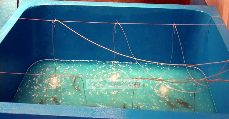 চাঁদপুরের চিংড়ি হ্যাচারিতে পোনা উৎপাদন শুরু