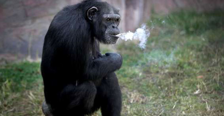 This chimpanzee smokes about a pack a day