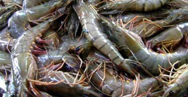 বরগুনায় ৩০ হাজার পিস চিংড়ি পোনা জব্দ