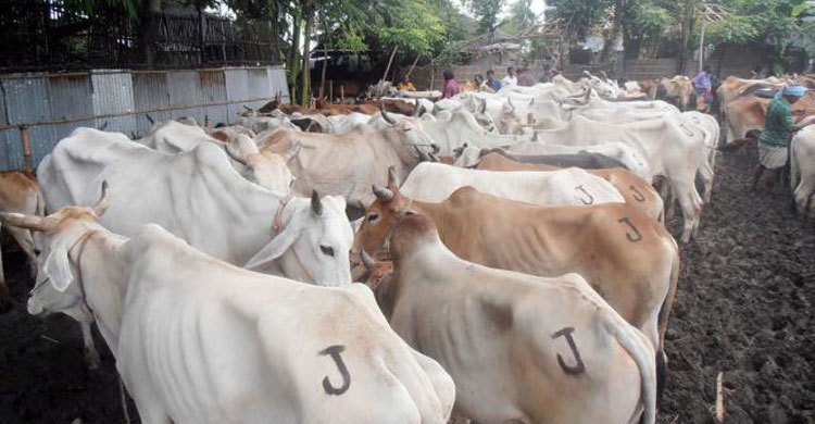 ভারতীয় গরুর অভাবে অচল যাত্রাপুর হাট