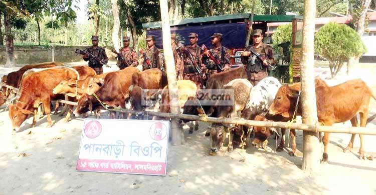 পাটগ্রাম সীমান্তে ১৭টি ভারতীয় গরু আটক